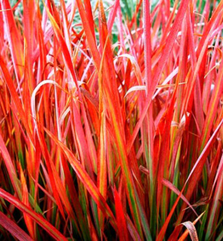 Japanisches Blutgras RED BARON Cont. 0,5 l