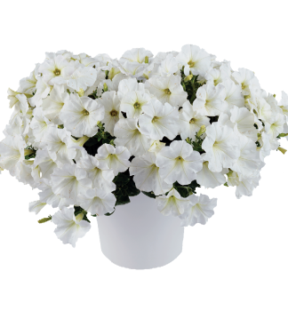 Petunie 'CAPELLA� WHITE', Cont. 0,5 l