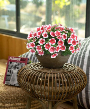 Petunie 'CAPELLA� CHERRY VANILLA', Cont. 0,5 l