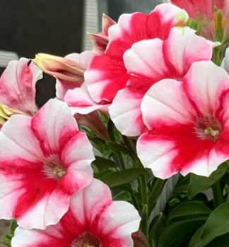 Petunie 'CAPELLA� CHERRY VANILLA', Cont. 0,5 l