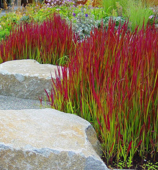 Japanisches Blutgras RED BARON Cont. 0,5 l