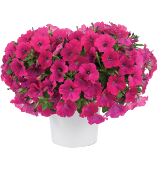 Petunie 'CAPELLA� NEON PINK', Cont. 0,5 l