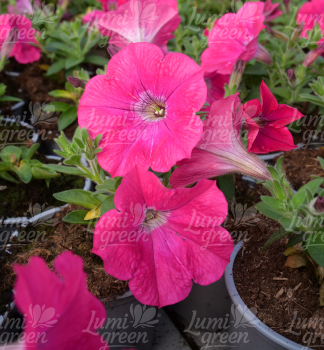 Obr�zok (7)