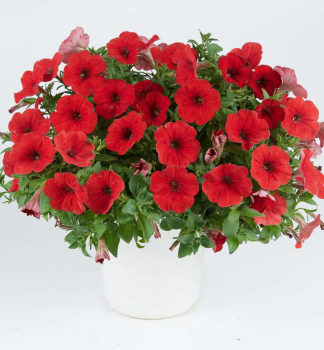 Petunie 'CAPELLA� RUBY RED', Cont. 0,5 l