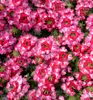 Verbene 'WICKED� HOT PINK', Cont. 0,5 l