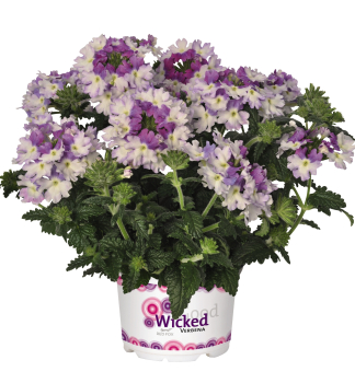 Verbene 'WICKED� PURPLE', Cont. 0,5 l