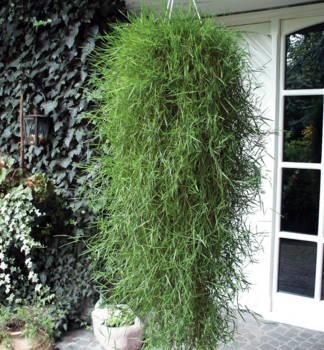 Strau�gr�ser �FANCIFILLERS� GREEN TWIST�, Cont. 1 l