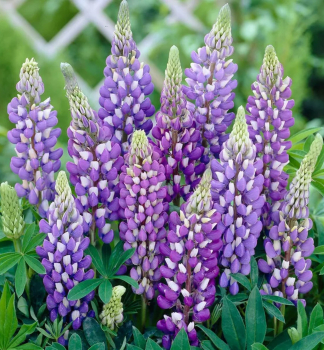 Lupine �GALLERY BLUE� Cont. 1 l