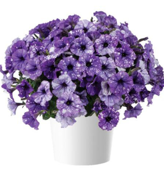 Petunie 'SPLASHDANCE� BOLERO BLUE', Cont. 0,5 l