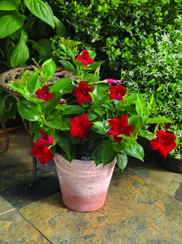 Dipladenia 'JADE RED', Cont. 1 l