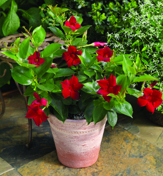 Dipladenia 'JADE RED', Cont. 1 l