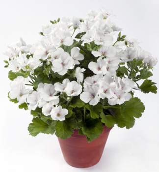 Edelgeranie �CANDY FLOWERS� WHITE�, Cont. 0,5 l