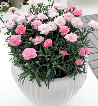 Nelke �DINAMIC PINK TO WHITE�, Cont. 0,5 l