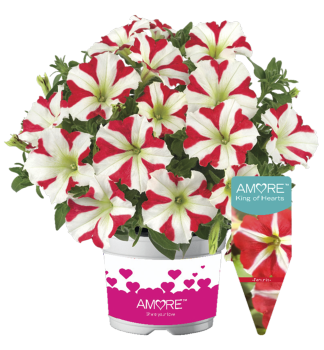 Petunie �AMORE� KING OF HEARTS�, Cont. 0,5 l