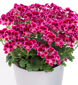 Englische Geranie 'ANGELEYES�CASSIS', Cont. 0,5 l