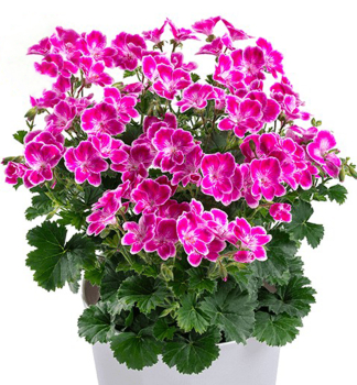 Englische Geranie �ANGELEYES� PINK�, Cont. 0,5 l