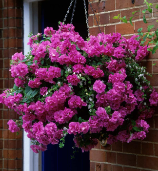 Petunie 'TUMBELINA� CANDYFLOSS', Cont. 0,5 l