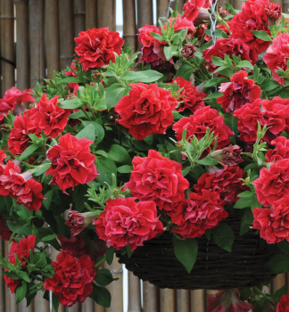 Petunie 'TUMBELINA� INGA', Cont. 0,5 l