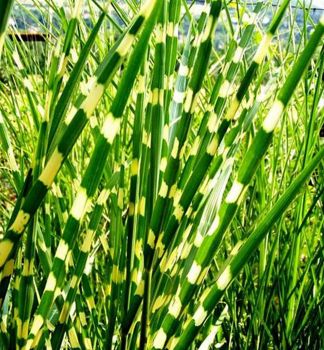 Chinaschilf ZEBRINUS, Cont. 2 l