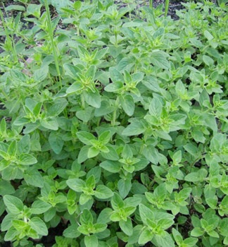 Obrzok (1)