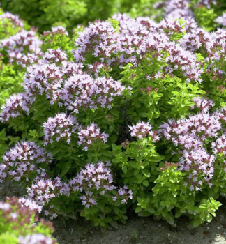 Gewhnlicher Dost (Oregano) 'COMPACTUM', Cont. 0,5 l