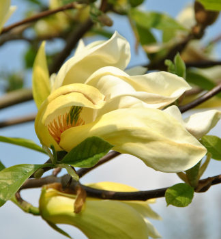 Magnolie YELLOW LANTERN 50-60 cm, Cont. 5 l