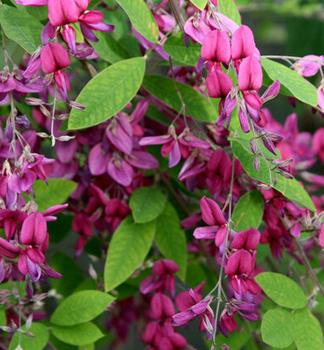 Thunbergs Buschklee 30-40 cm, Cont. 3 l