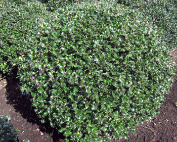 Obr�zok (6)