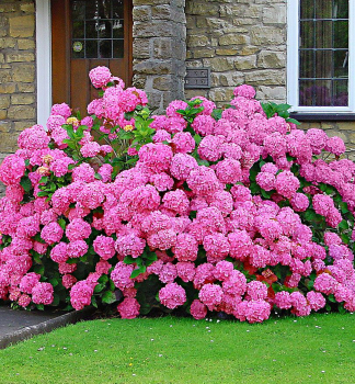 Bauern-Hortensie ROSITA 20-30 cm, Cont. 2,5 l