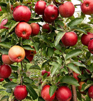 Apfel JONAPRINCE Unterl. M26, wurzelnackt
