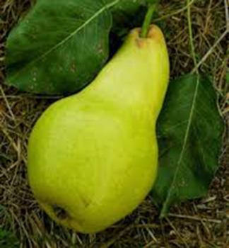 Birnenbaum SOLANER  Unterlage Kaukasische Birne, wurzelnackt