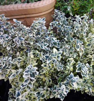 Kletter-Spindelstrauch �DAN�S DELIGHT� 20-30 cm, Cont. 3 l