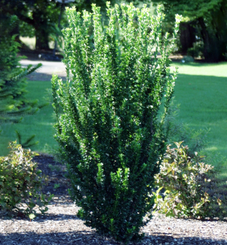 Japanischer Spindelstrauch GREEN SPIRE 20-30 cm, Cont. 2,5 l