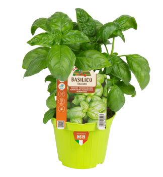 Basilikum, Cont. 0,5 l