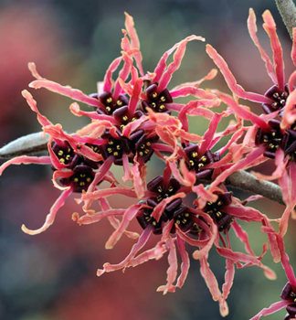 Zaubernuss �RUBY GLOW� 50-60 cm, Cont. 5 l