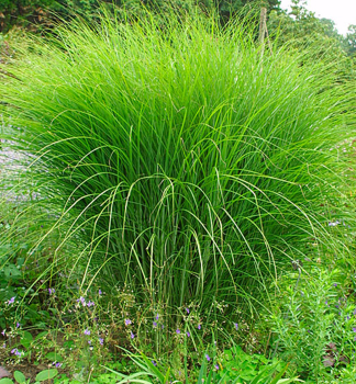 Chinaschilf GRACILLIMUS 20-30 cm, Cont. 1 l