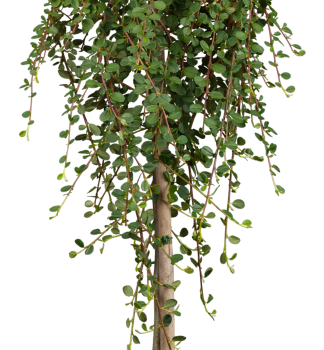 Kriechmispel QUEEN OF CARPETS auf einem Stamm 120 cm, Cont. 7,5 l