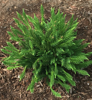 Japanische Sicheltanne �DINGER� 20-30 cm, Cont. 3 l