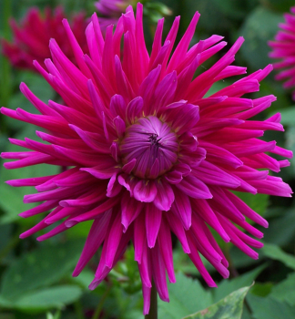 Zwiebeln - Dahlia �CACTUS ORFEO�, Packungsinhalt 1 St.