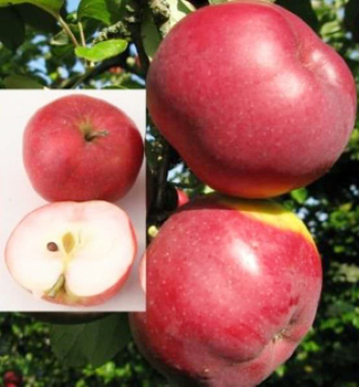 Apfel MALINOV HORNOKRAJSKɴ Unterl. M26, wurzelnackt