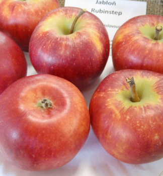 Apfel RUBINSTEP Unterlage M26, 130-150 cm, Cont. 3 l