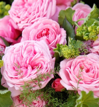 Duftrose ROSENGRAFIN MARIE HENRIETTE ***** ADR Kordes 2013, Cont. 2 l