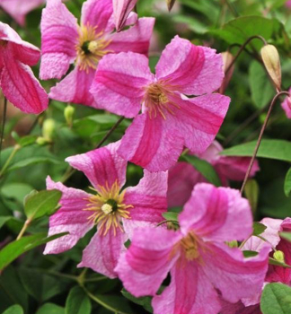 Groblumige Clematis 'KRAKOWIAK' 40-50 cm, Cont. 1,6 l, gebunden