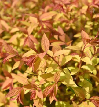 Sommerspiere FIRELIGHT 30-40 cm, Cont. 2,5 l