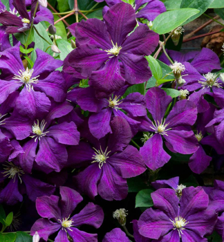 Clematis ETOILE VIOLETTE 40-50 cm, Cont. 2 l