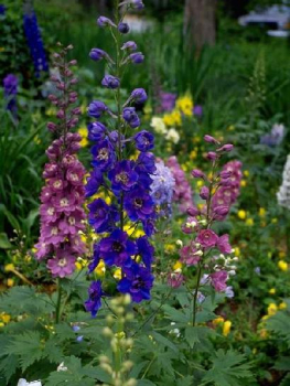 Delphinium Pacific �BLACK KNIGHT�, kombin�cia stra�on��iek