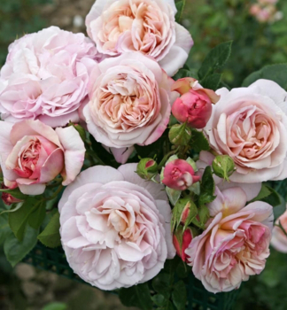 Buschrose HERKULES **** Kordes 2007, Cont. 2 l