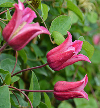 Clemantis 'HAPPY DIANA' 40-50 cm, Cont. 2 l