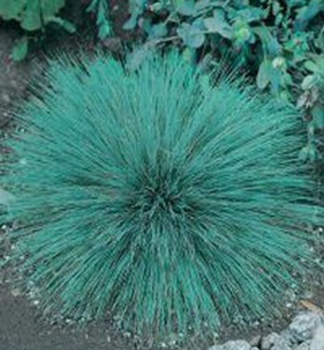 Silbergras �SPIKY�, Cont. 0,5 l