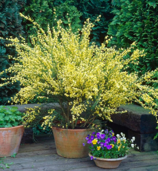 Besenginster 'LUNA' 30-40 cm, kont. 2 l